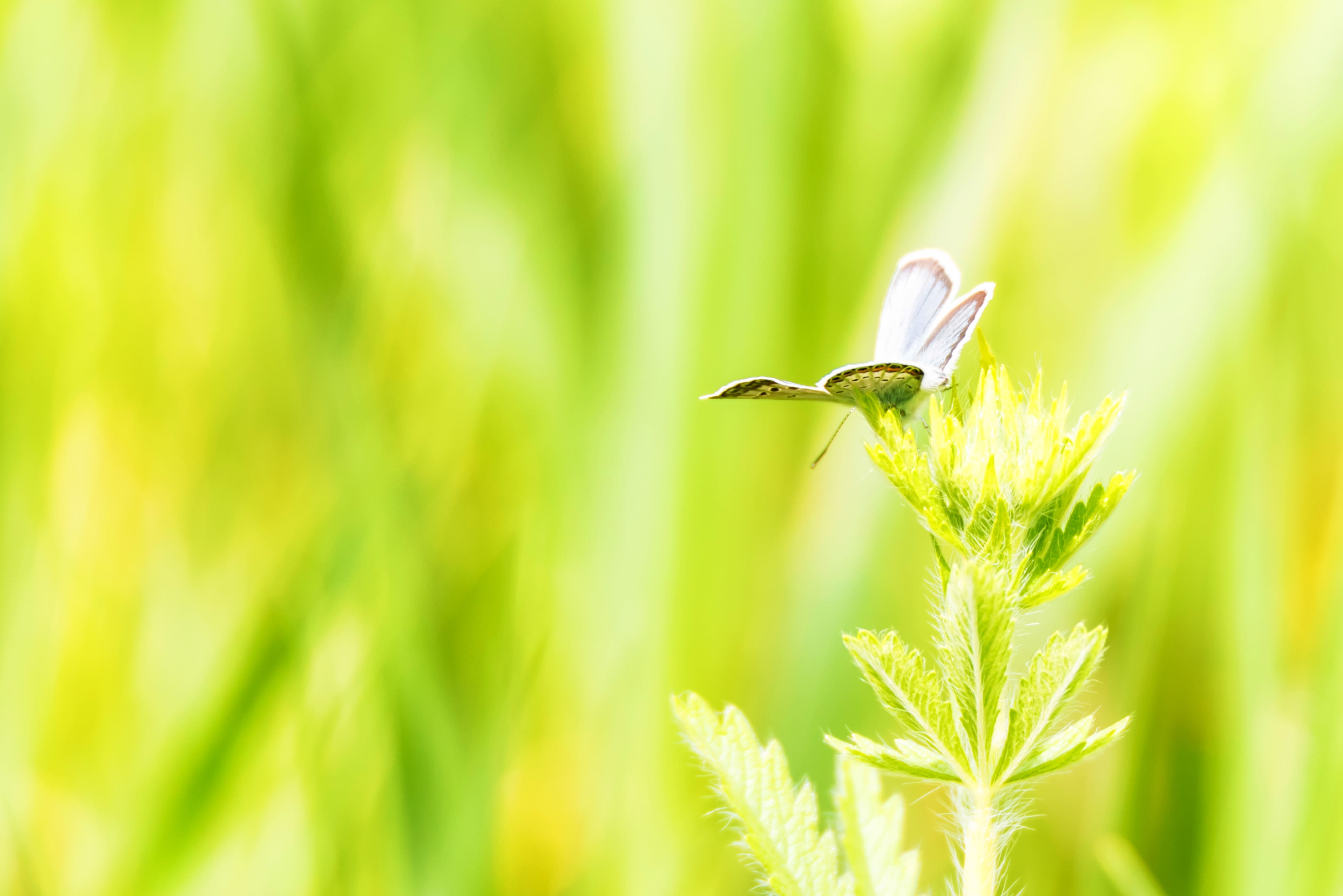 Mindfulness Eğitimi